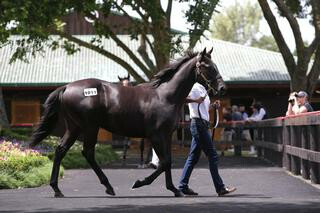 The Berkley Stud-consigned Highly Recommended colt, Lot 1011, fetched $175,000. Photo: Trish Dunell